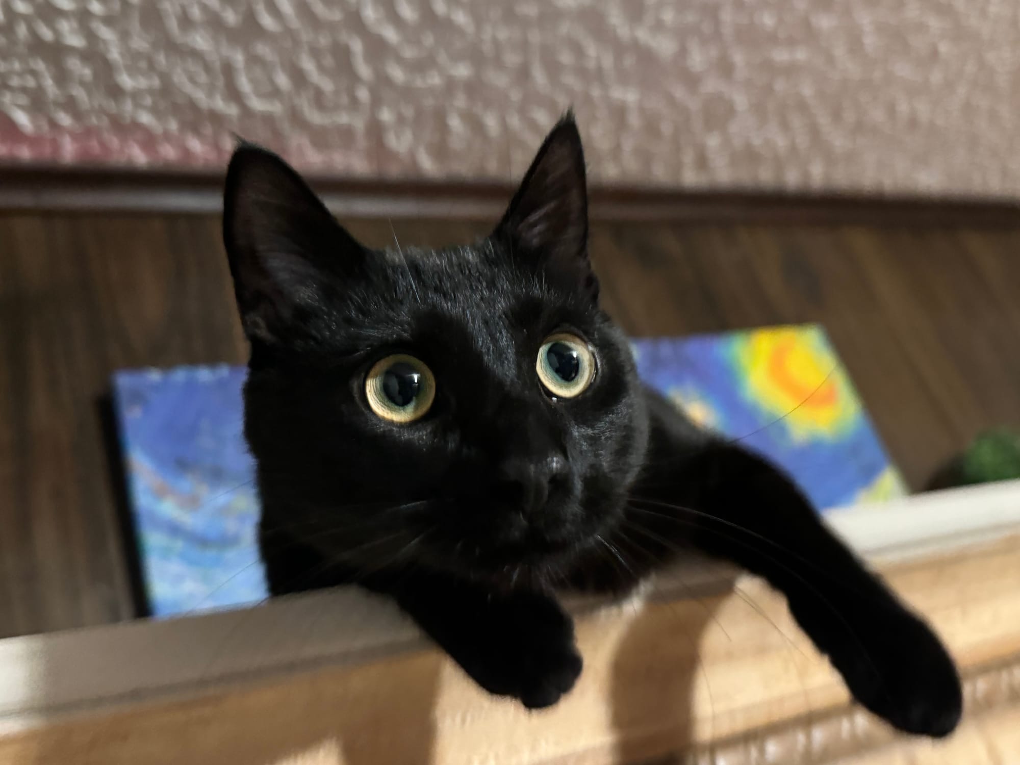 A black cat perched on top of a piece of furniture. A painting with a blue sky is in the background.