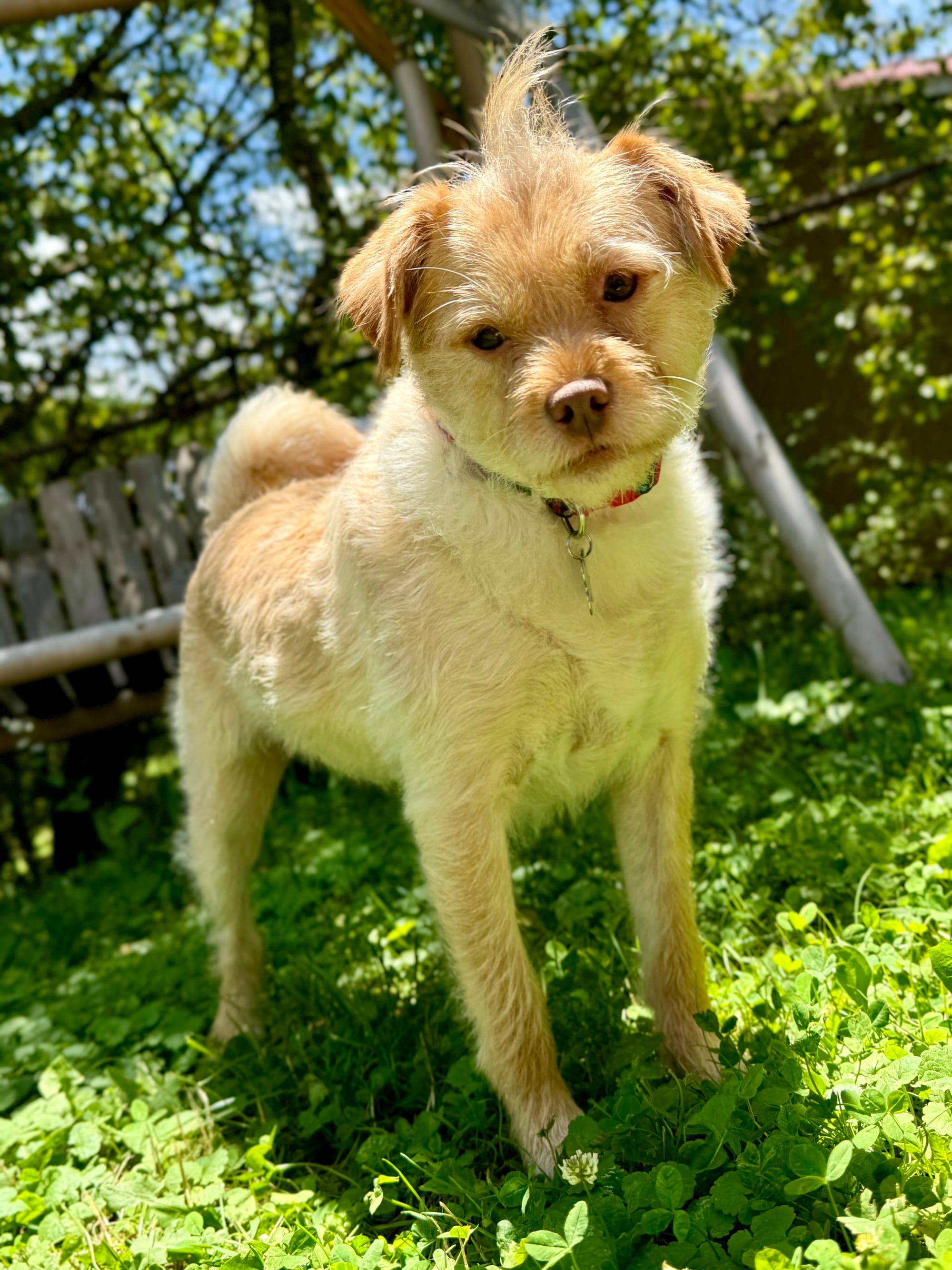 A small yellow dog standing outside