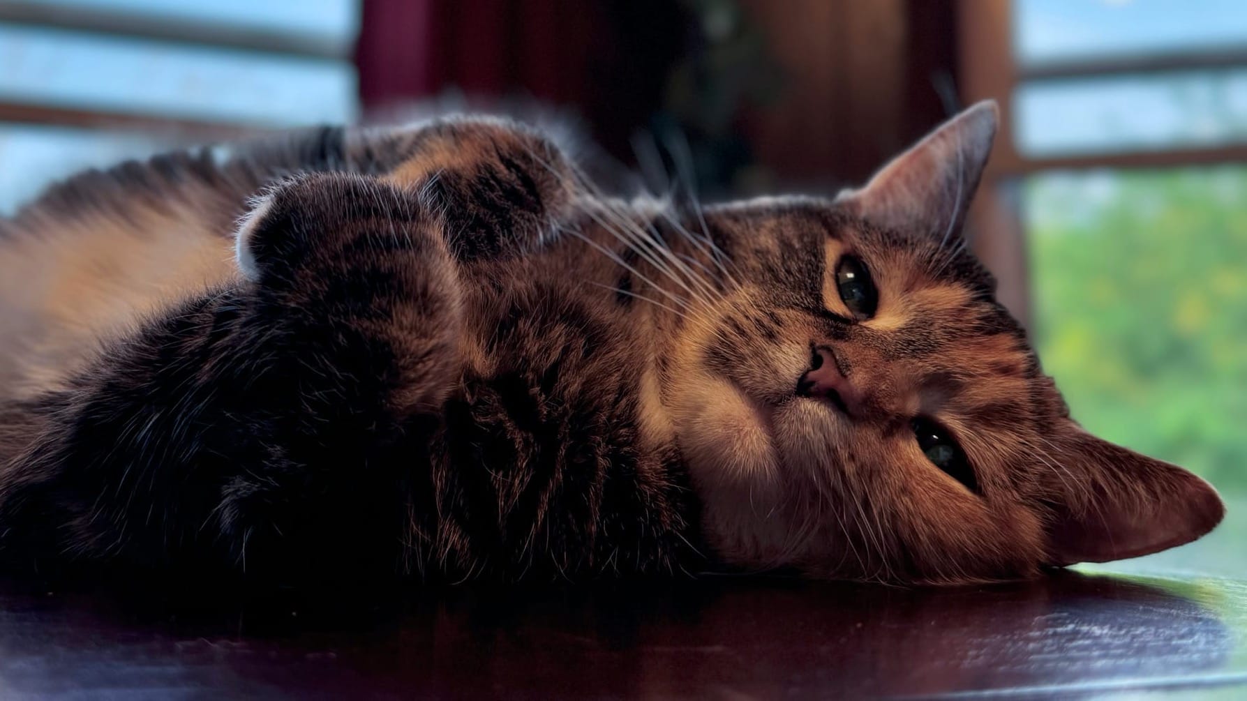 A cat laying on a table belly up, paws curled, looking at the camera. She has split colors down the middle of her face.