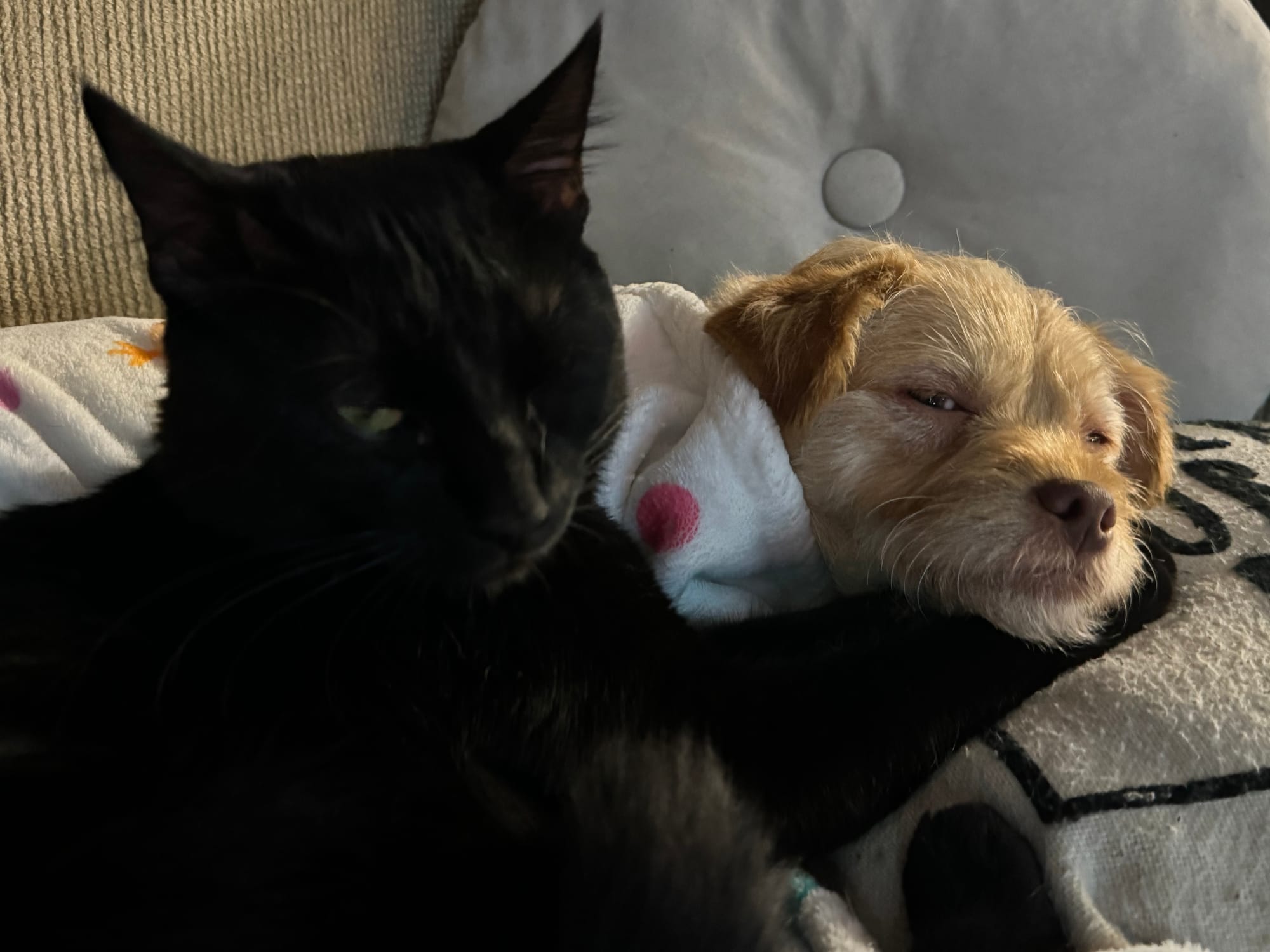 A black cat and yellow small breed dog lay on the couch