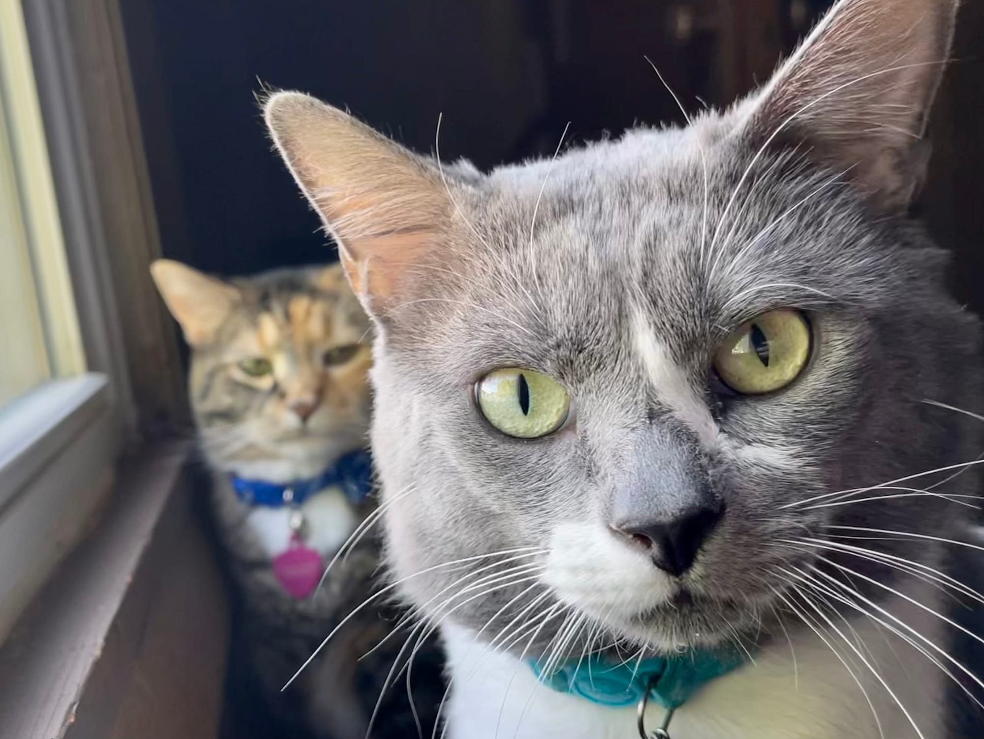 A gray and white cat in front of a brown and black cat looking at the camera