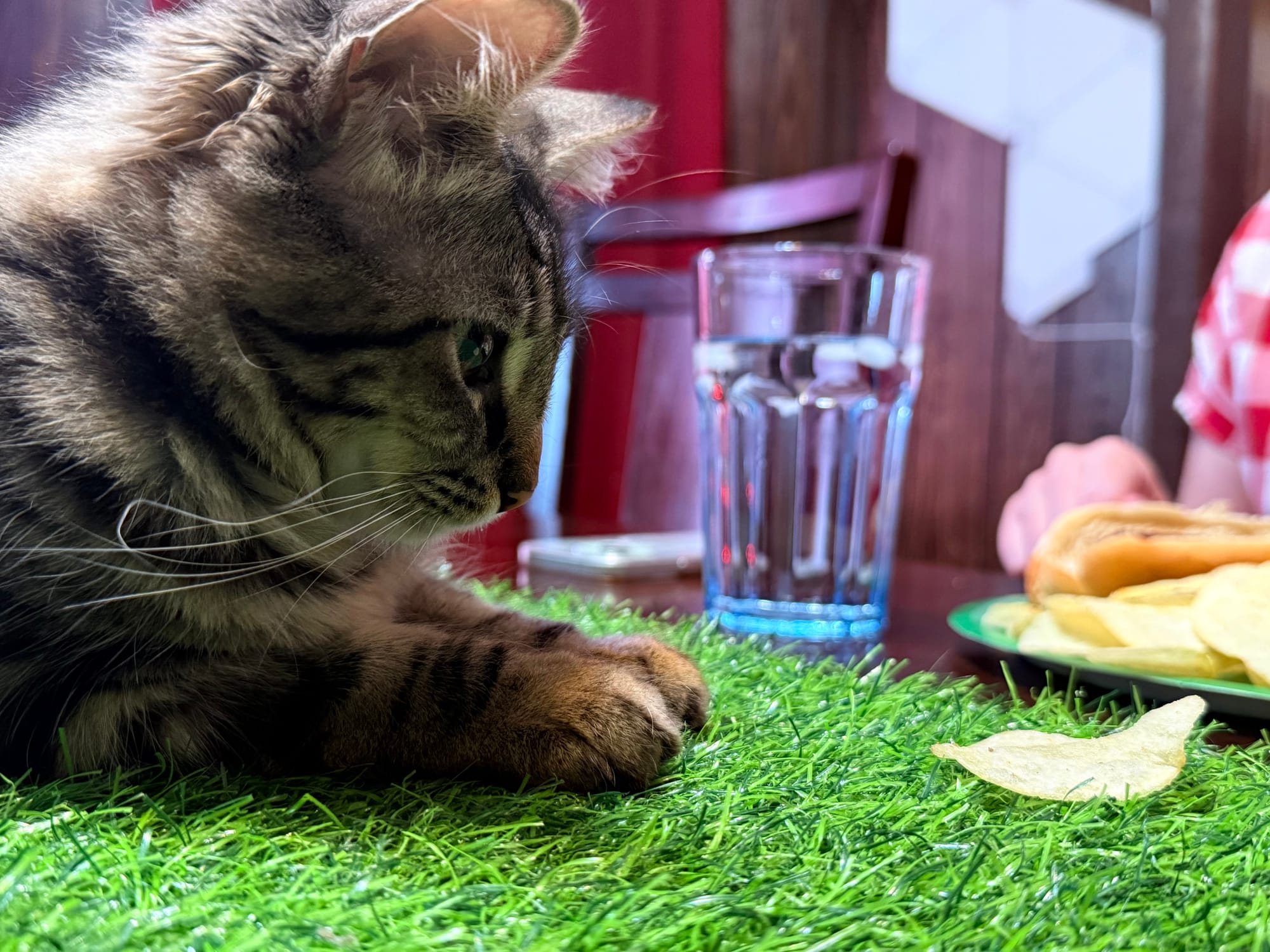 A kitten stares at a potato chip laying on a fake grass table runner