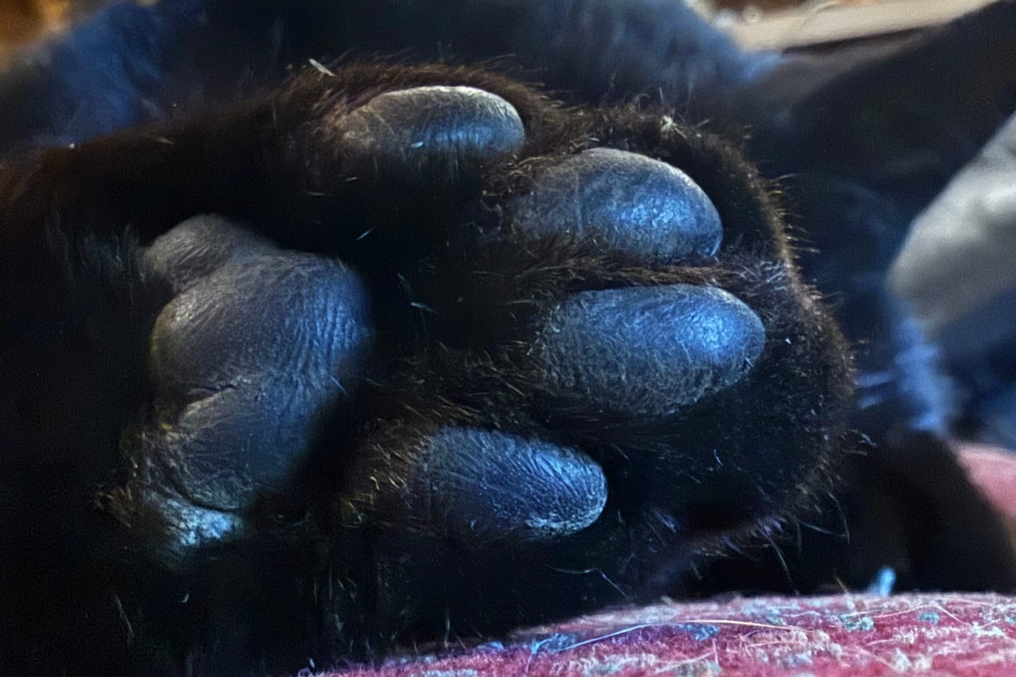 A close up shot of a black cat's foot pad