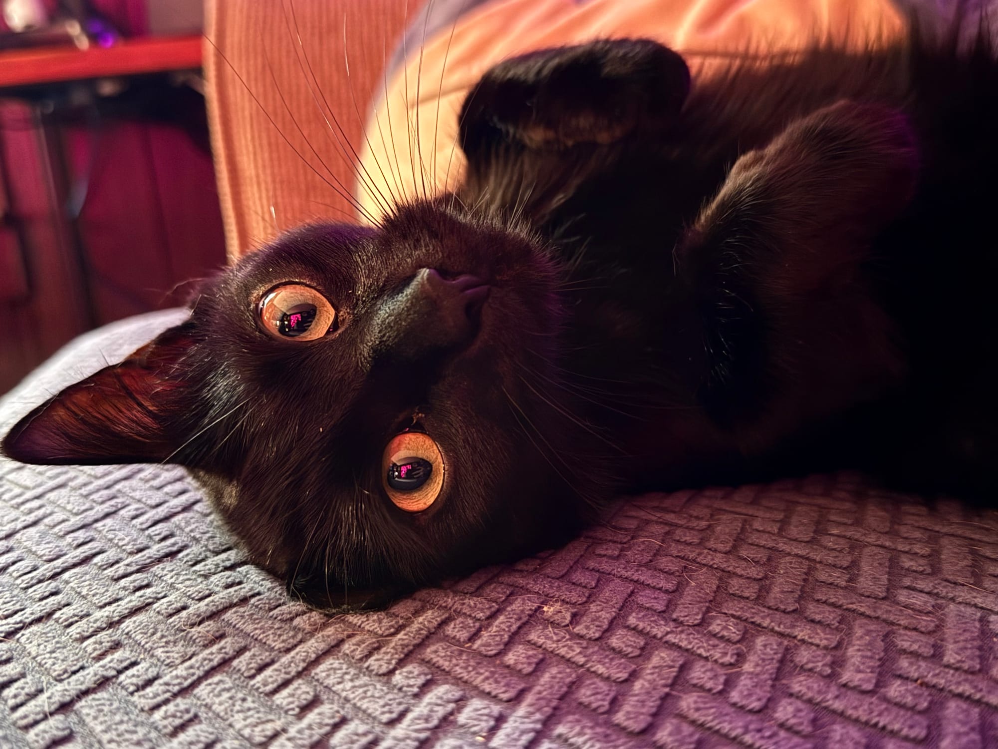 A black cat laying on its back, bright yellow eyes wide open looking at the camera