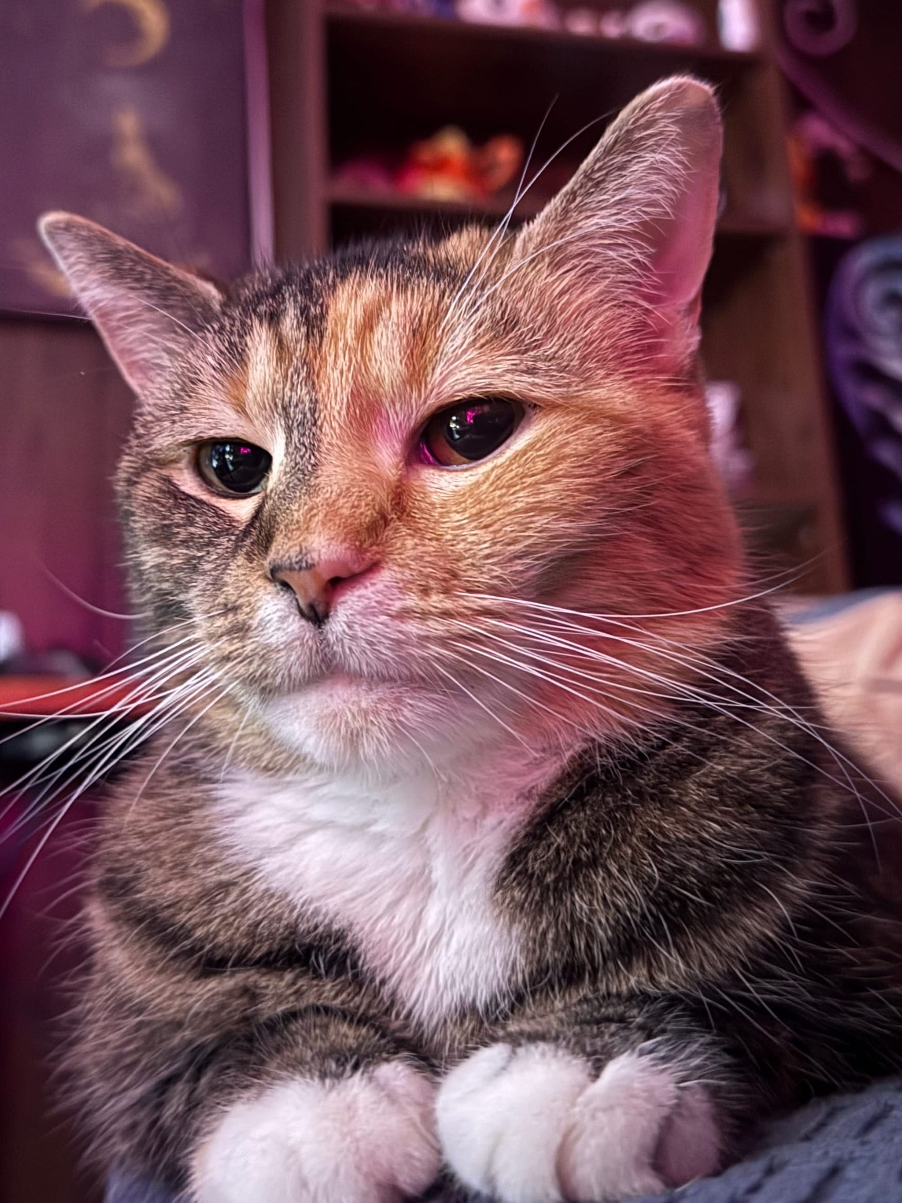 Harvie is a cat with two toned fur, orange and gray, with white paws and tufts. She's sitting on a couch facing the camera.
