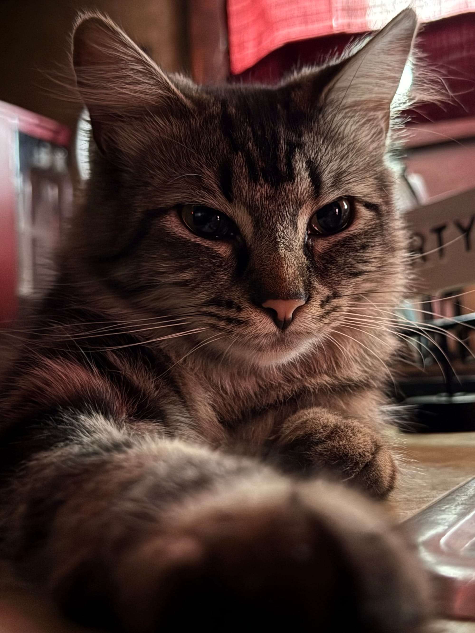 Marble is a Maine Coon mix with dark, patterned fur. She's laying on a counter with one paw extended toward the camera.