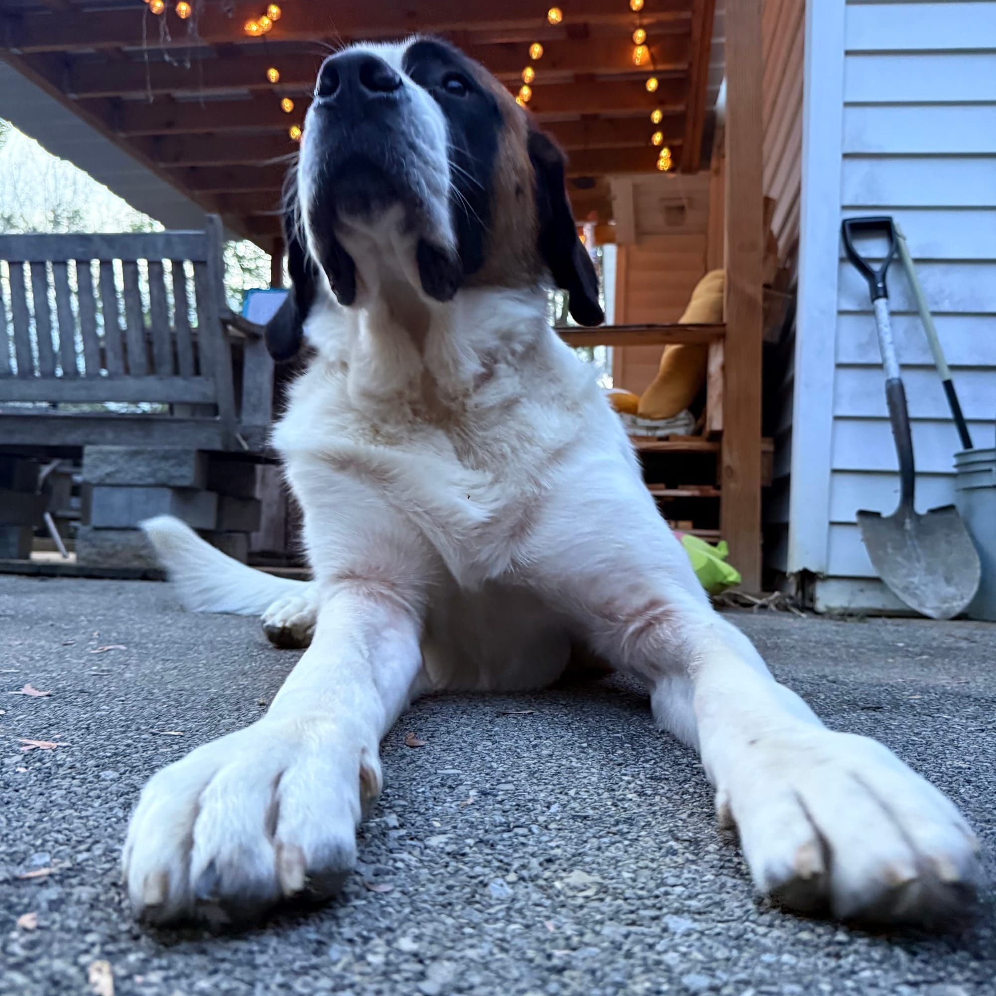 A young St. Bernard lays on the pavement looking up for some attention