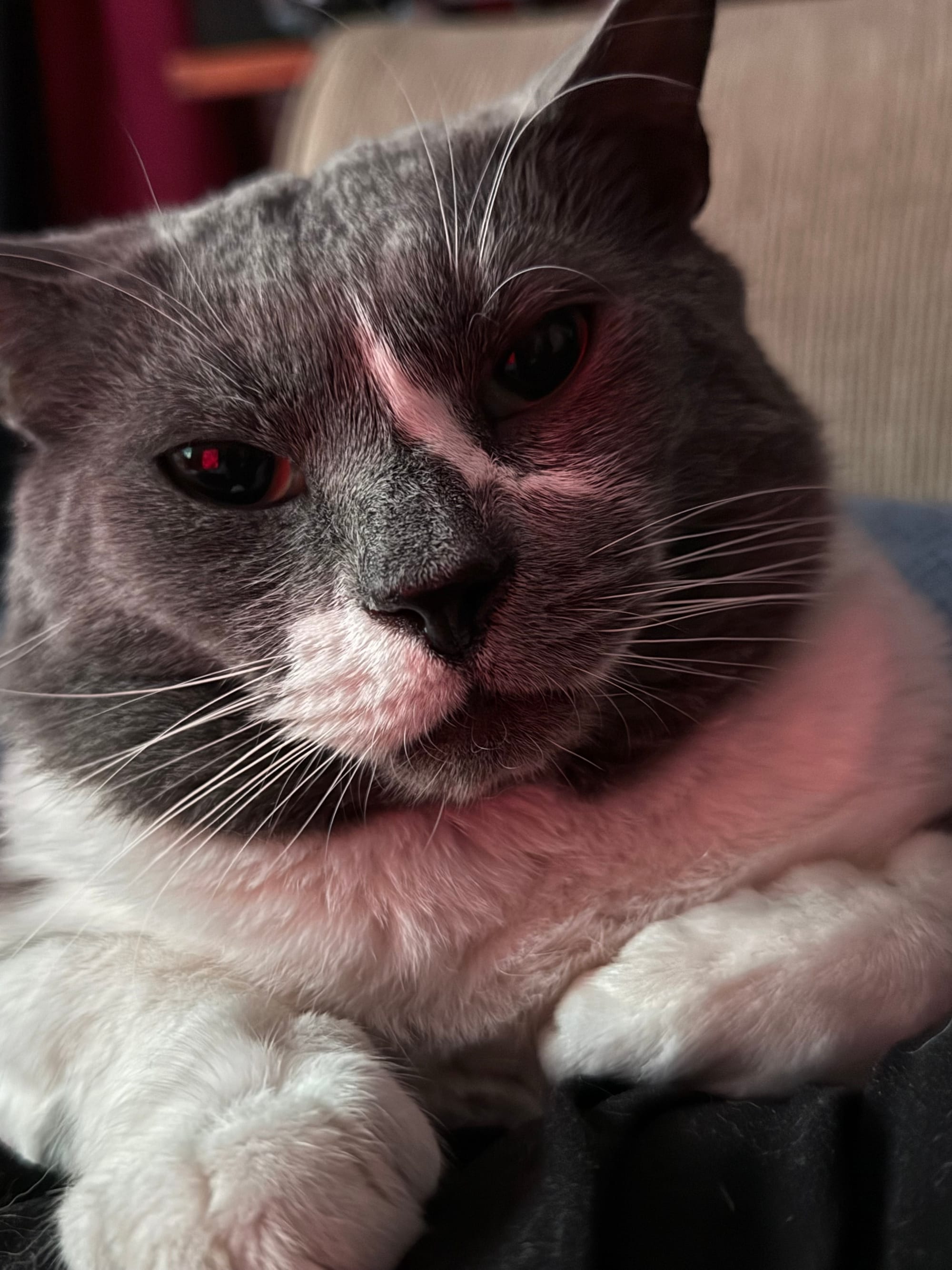 Edgar is a gray and white cat that's looking directly into the camera