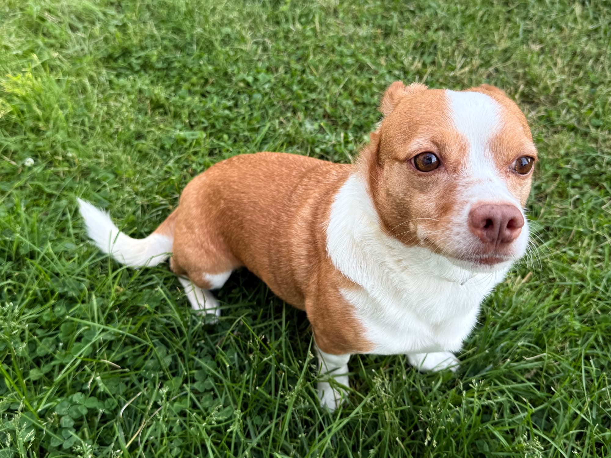 Otis is a small mutt mix with brown and white fur standing in grass with his ears pinned back