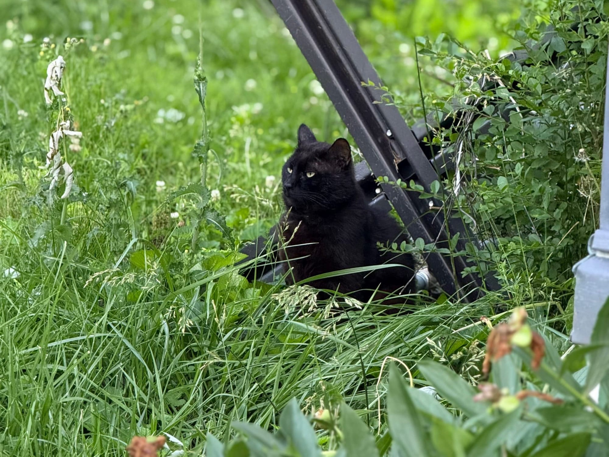 A black cat sits below a cross bar for an outdoor umbrella in a grassy yard