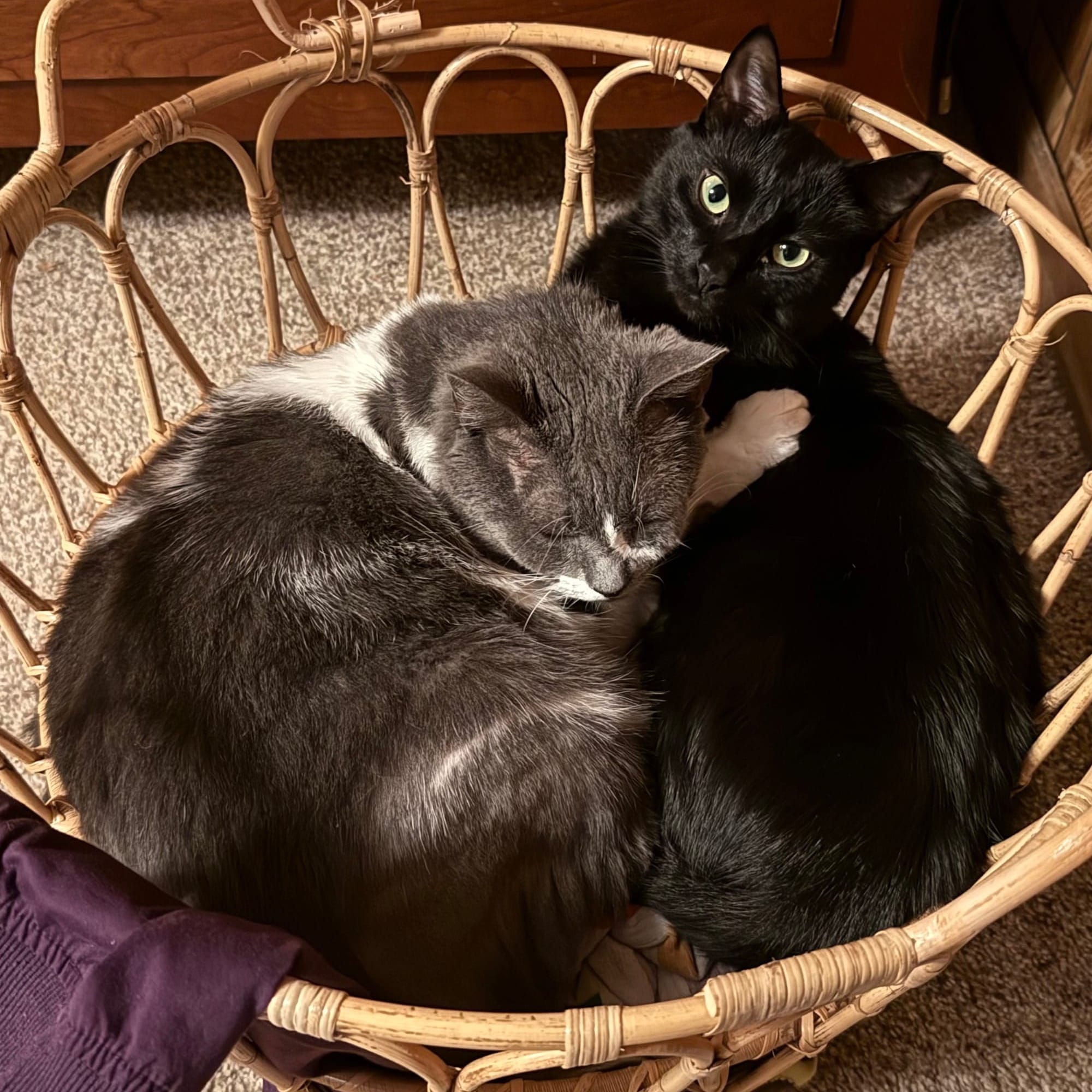 A gray cat and a black cat cuddle in a laundry basket