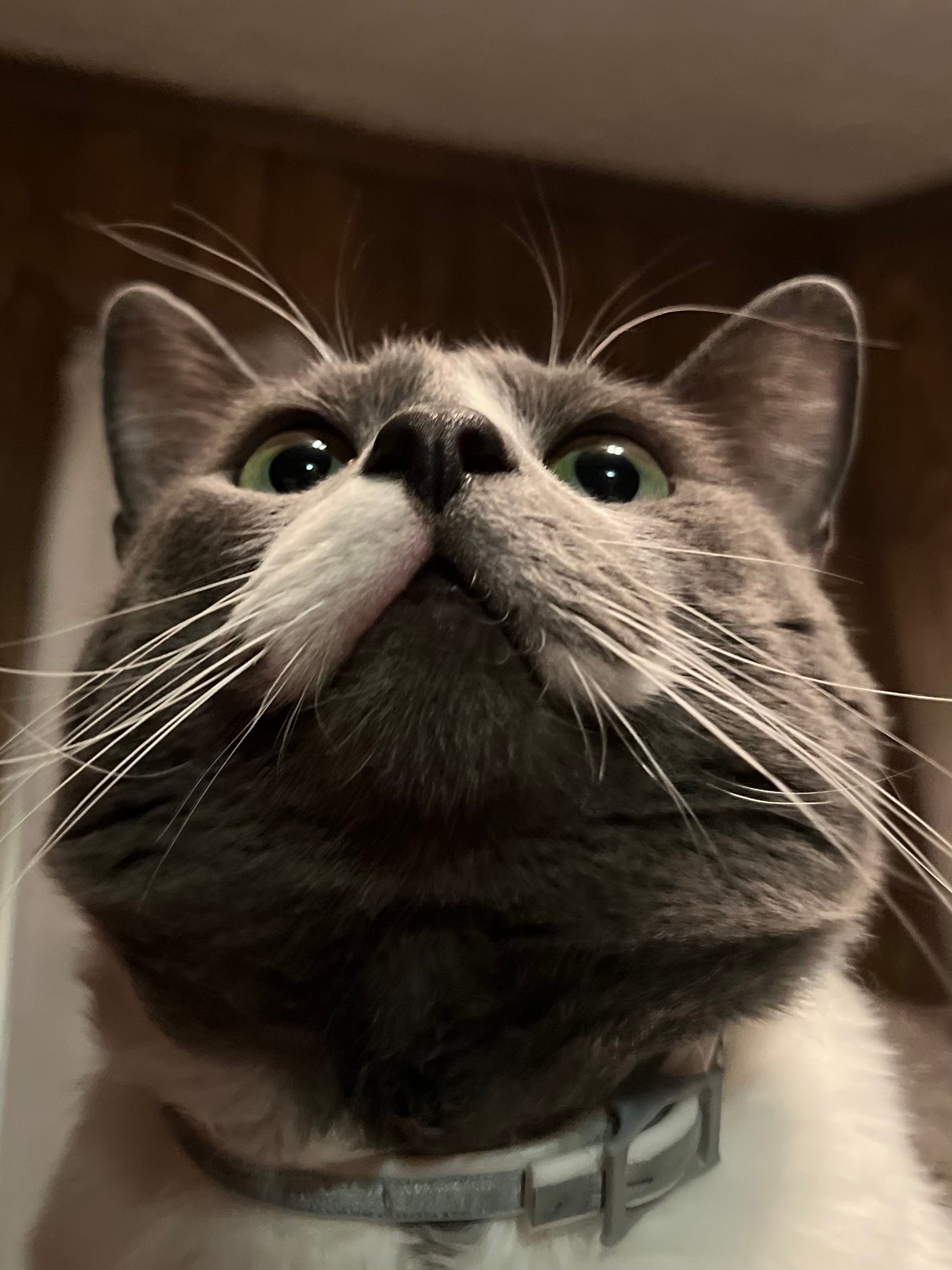 Edgar is a gray and white cat with his nose turned up and he's looking down his nose slightly with his green eyes