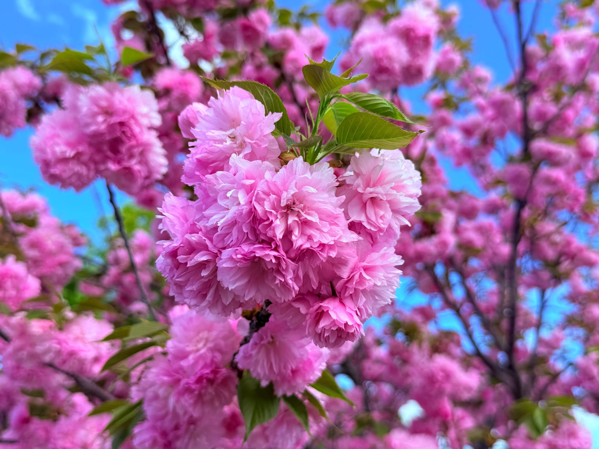 A photo of pink flowering buds on a cherry tree