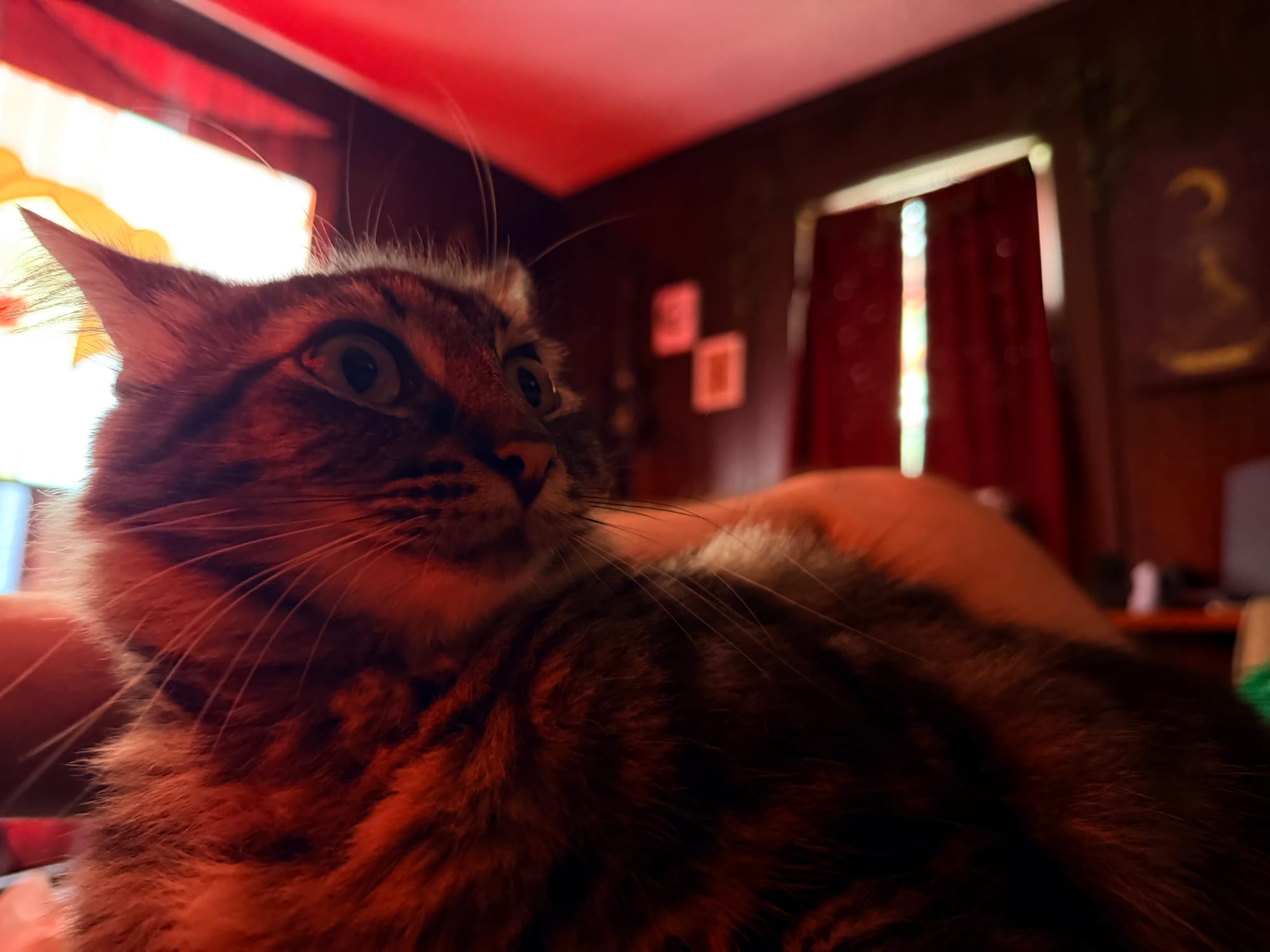 A young cat has wide eyes and ears pulled back sitting on a lap expecting food