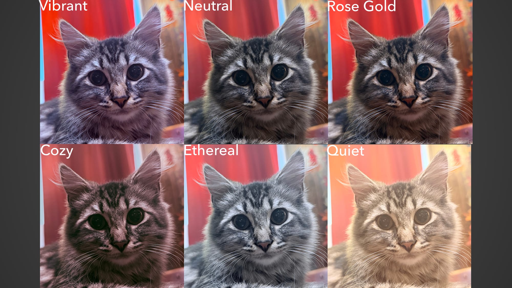 A series of six photos of a cat with different Photographic Styles