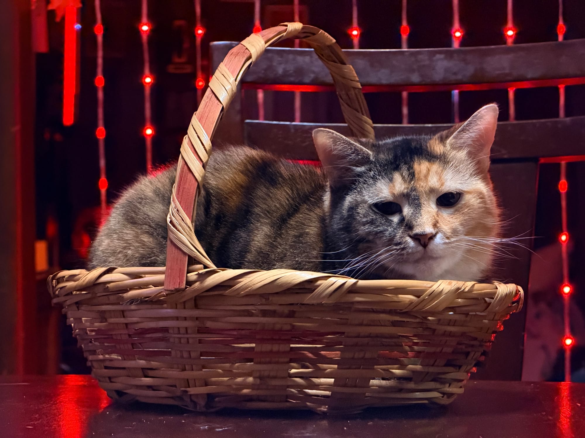 A cat with black and orange colors laying in a basket