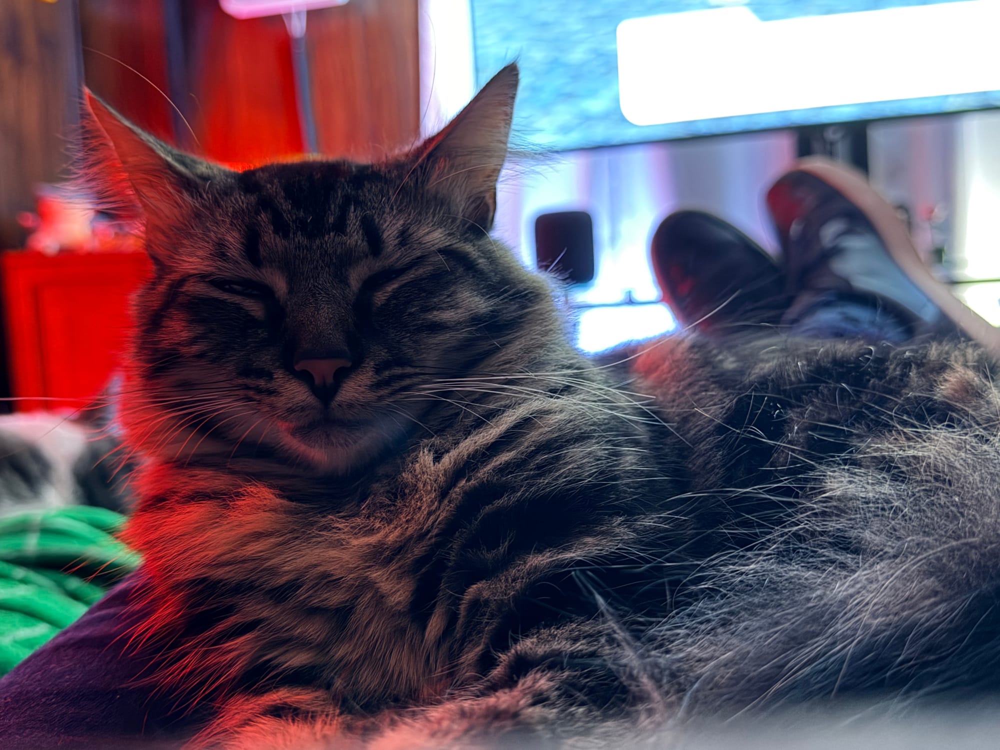 A Maine coon mix cat lays on a lap, dozing, a bright TV in the background