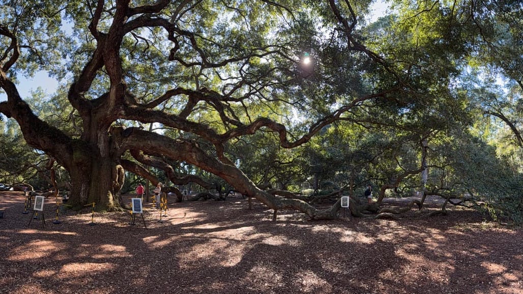 A panoramic shot of a 400 year old tree, Angle Oak, near Charleston, South Carolina