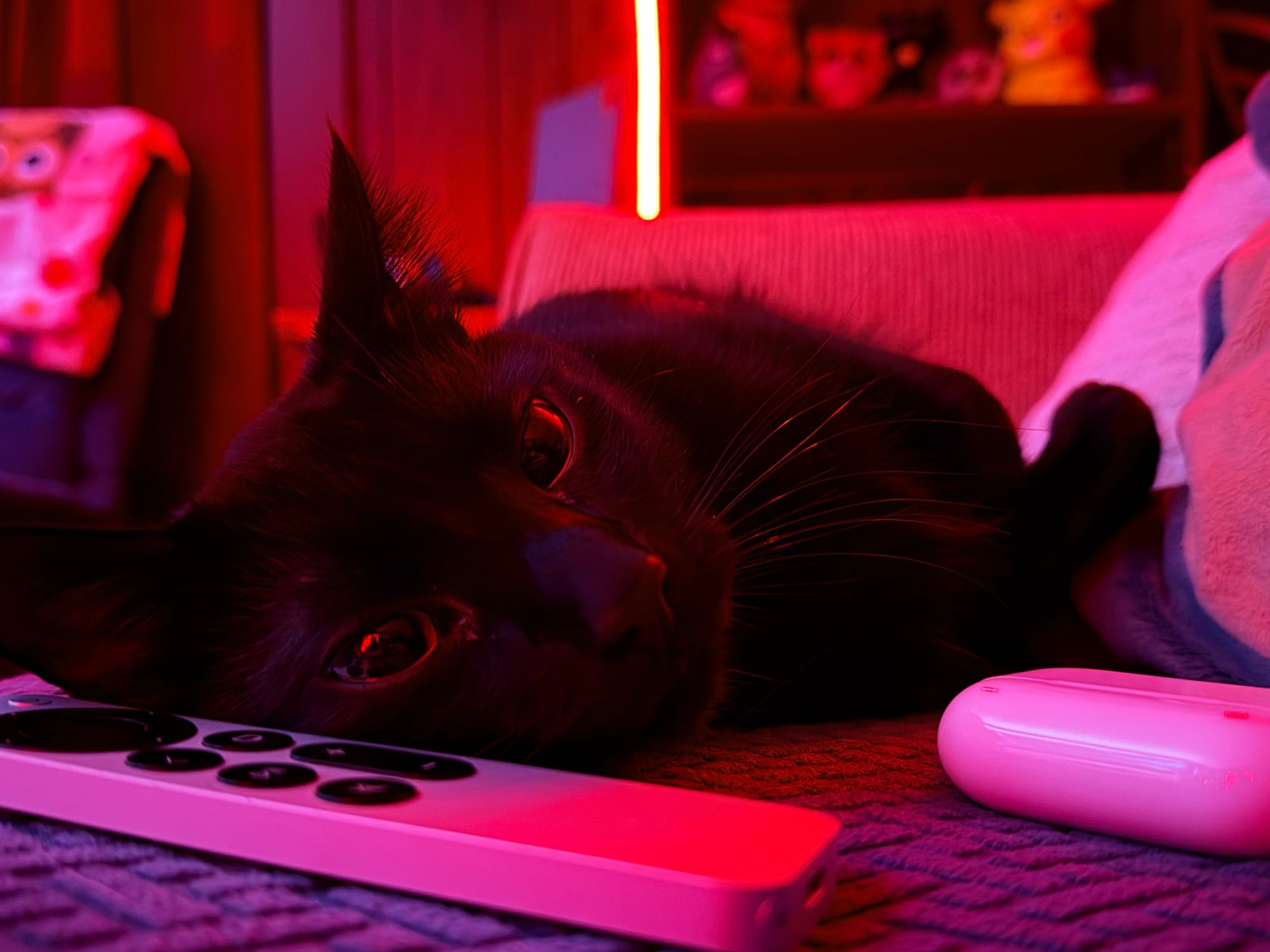 A black cat laying on a couch next to a Siri Remote and AirPods case