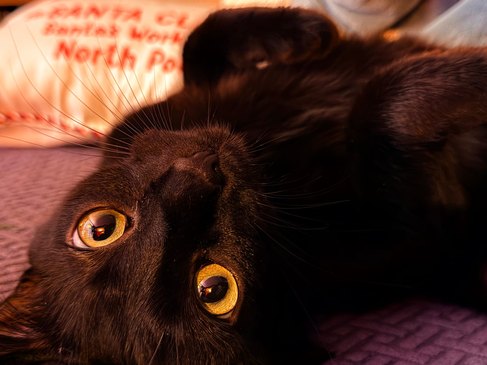 A black cat on its back, big yellow eyes looking at the camera