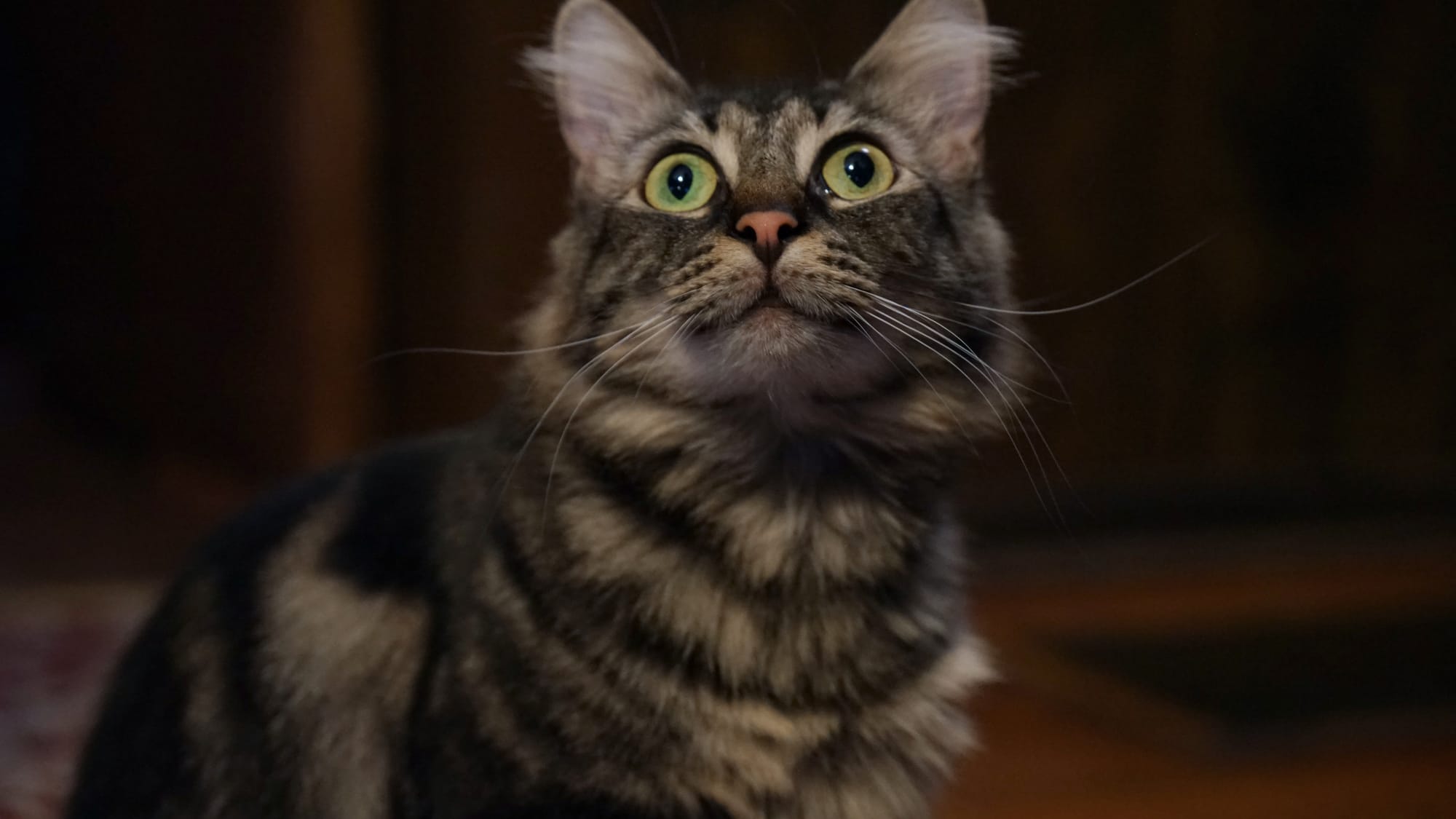 A photo of a small Maine coon mix with wide eyes looking ahead, brown and black fur
