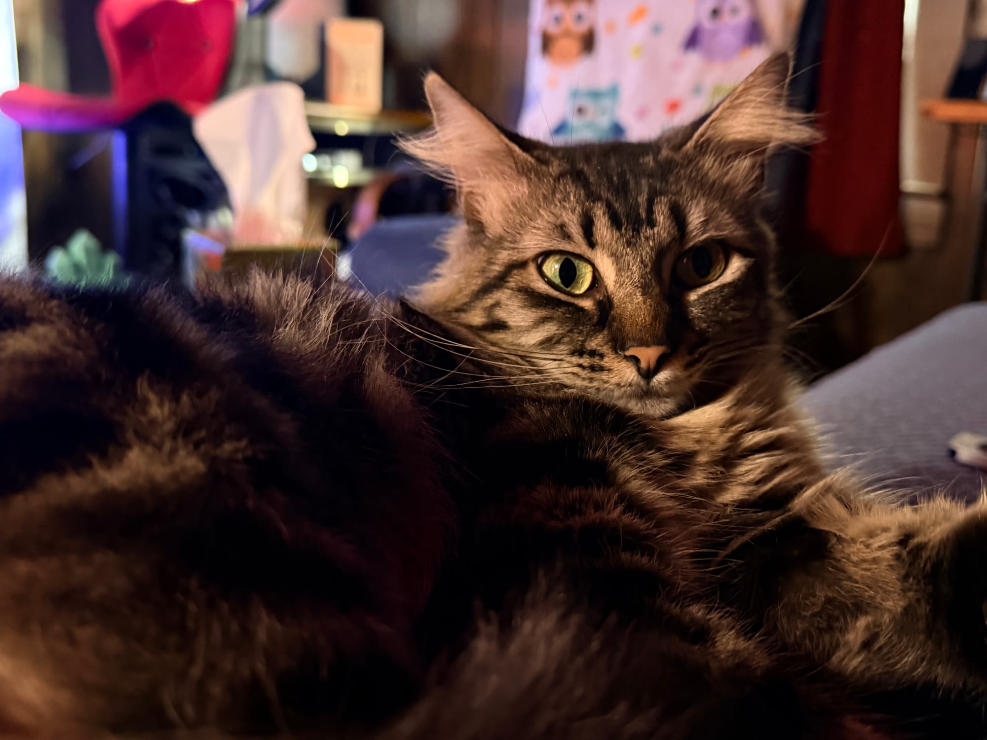Asmall Maine coon mix cat looking at the camera, a living room blurred in the background
