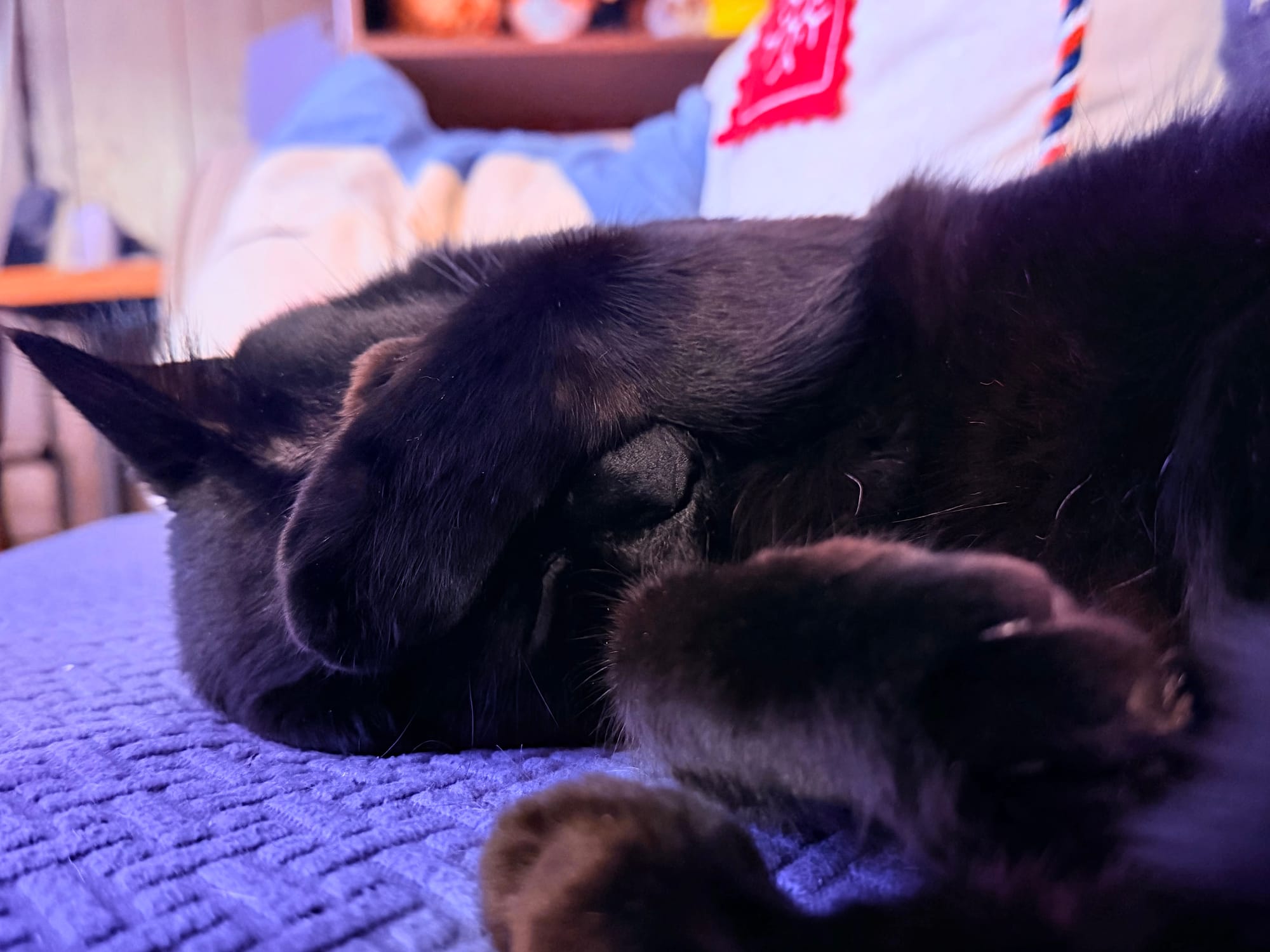 A black cat laying on his back on a blue couch, one paw covering his eyes