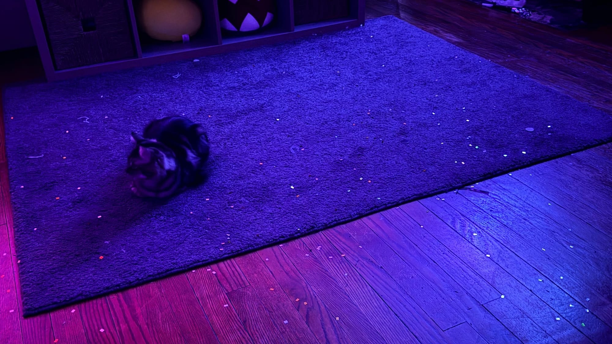 A small cat sits on a carpet in a living room surrounded by confetti scraps