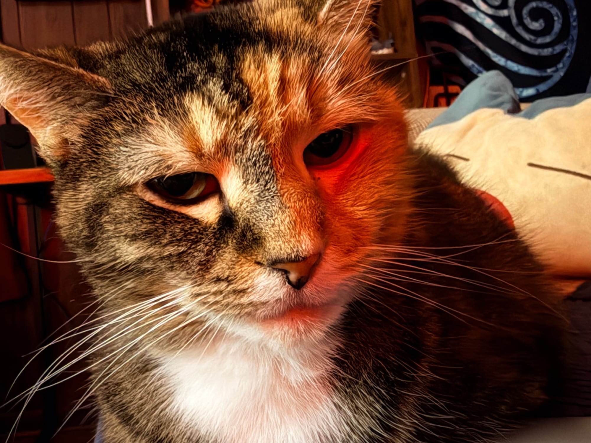 A cat with half black and half brown fur on its face, a slight red light shining on it from ambient lighting
