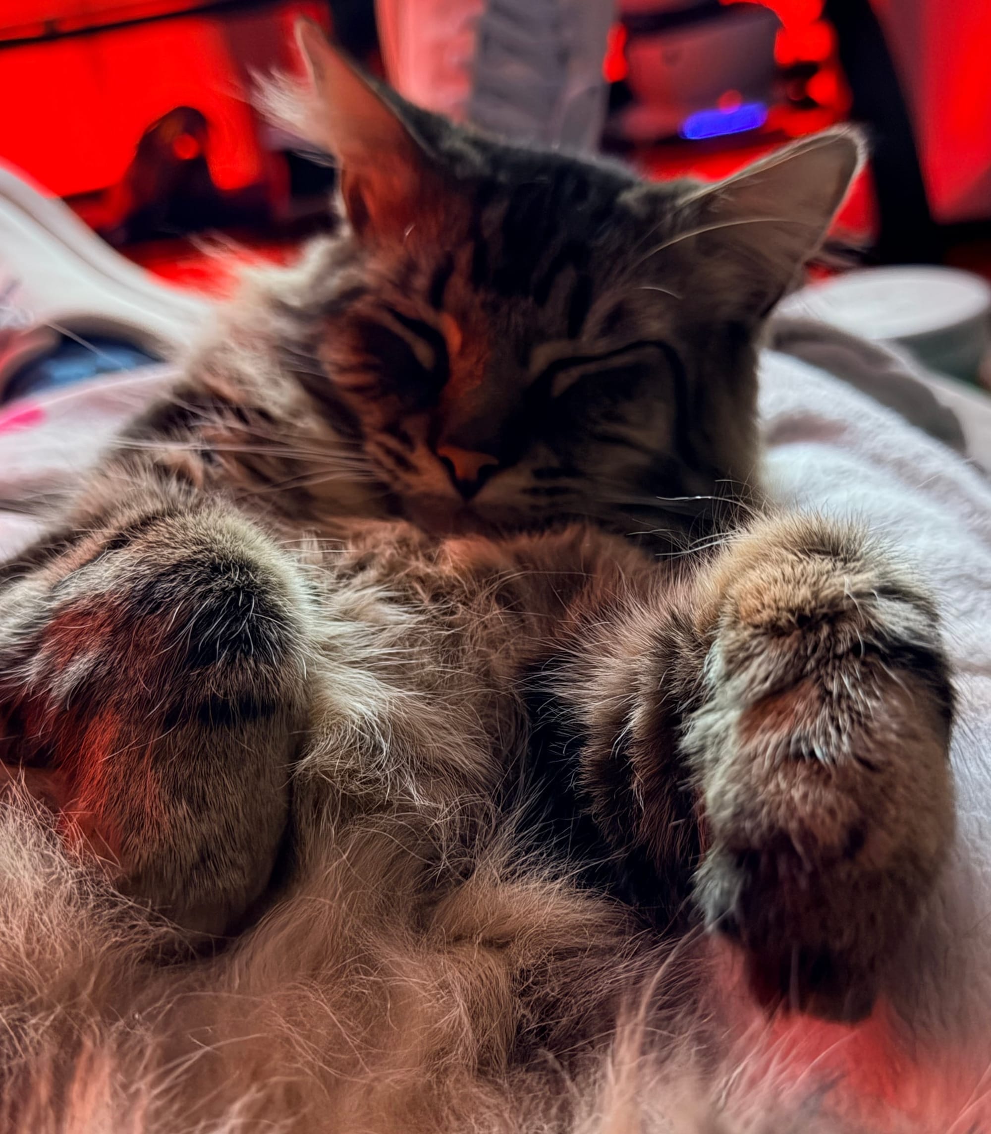 A black and gray patterned Main coon mix cat laying on its back, paws up, sleeping