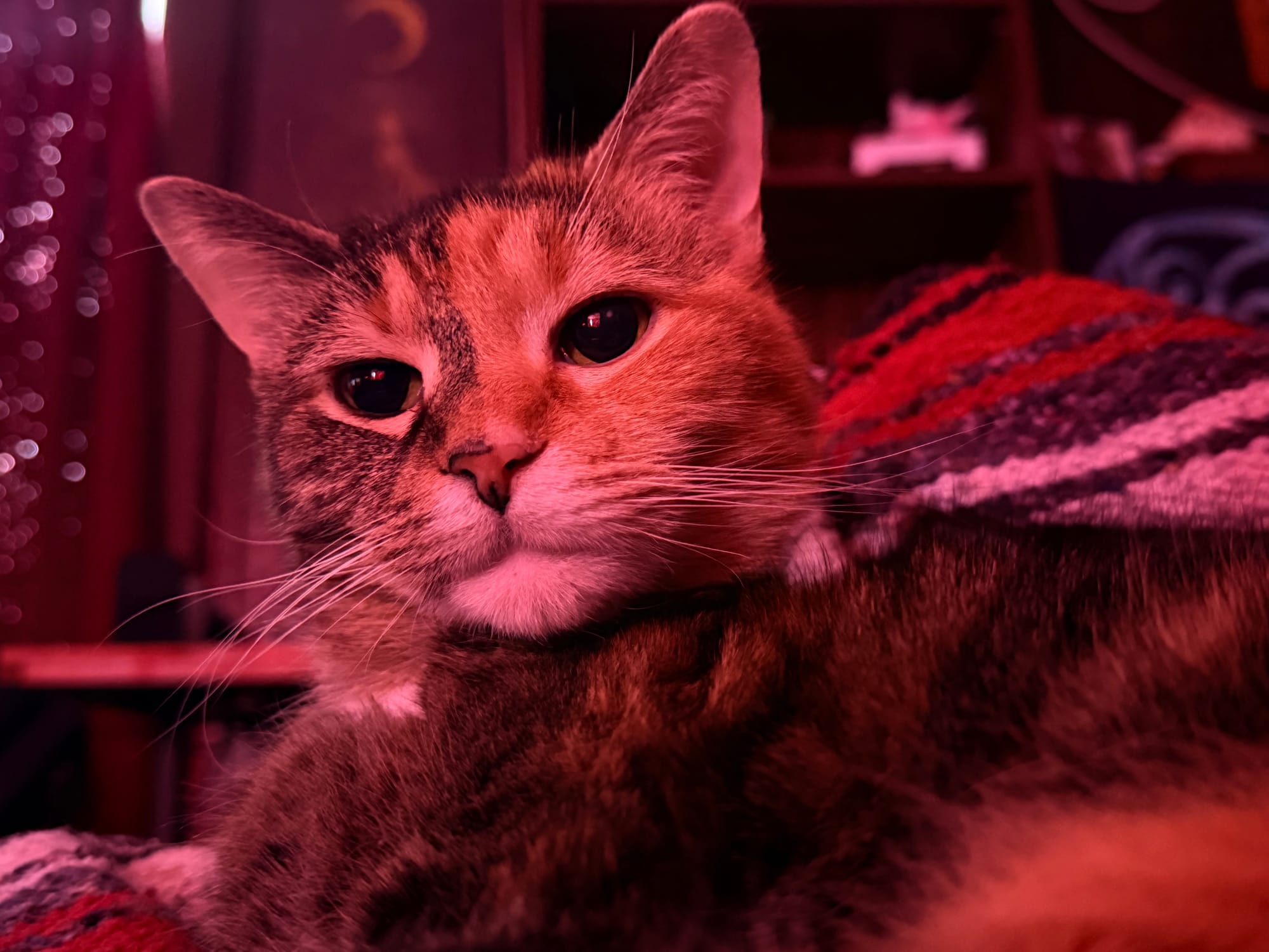 A cat with a split color face, dark fur on one side, orange on the other, sitting on a couch looking past the camera