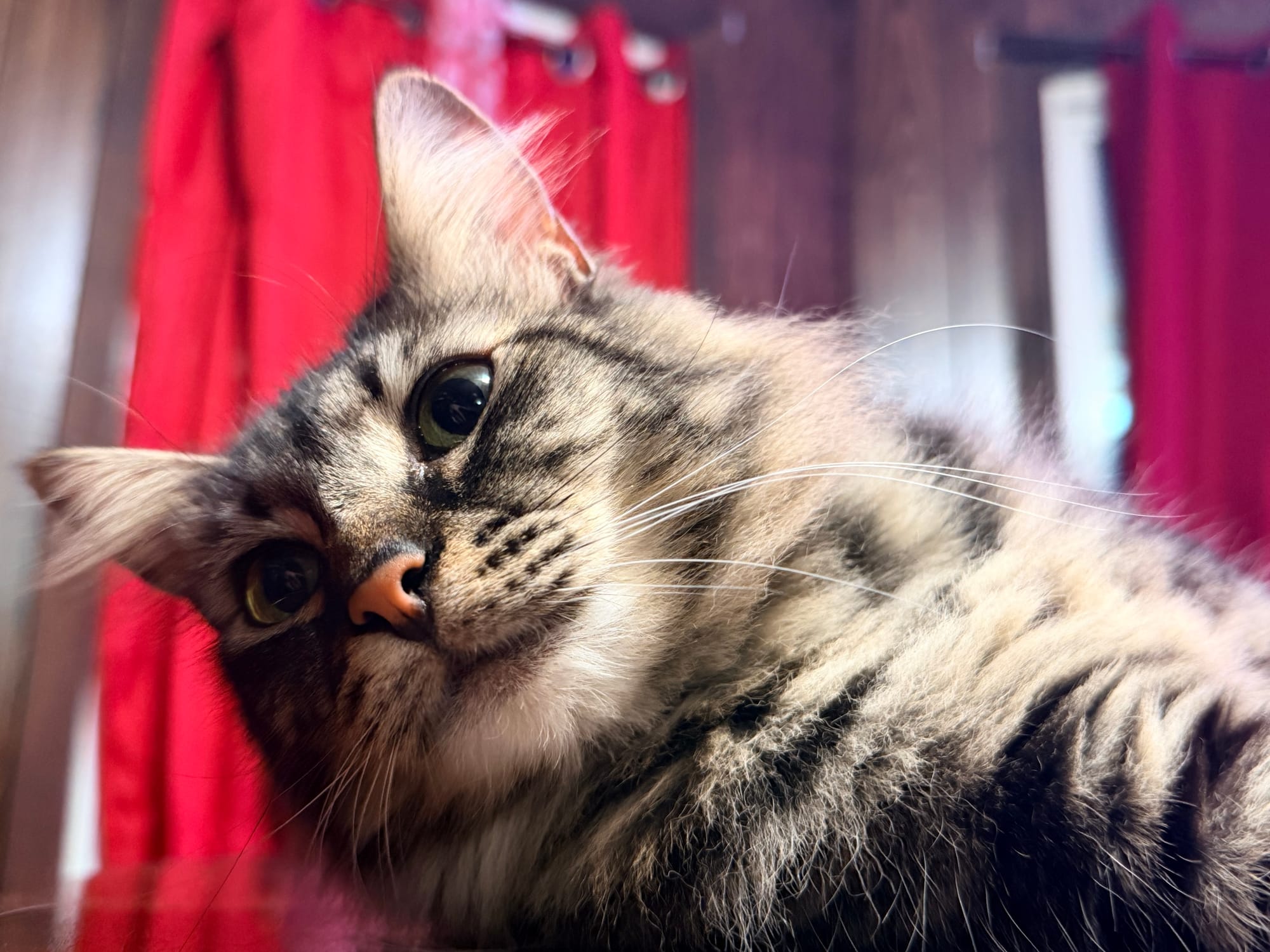 A black and gray Maine coon mix looking away, laying on a table in front of red curtains