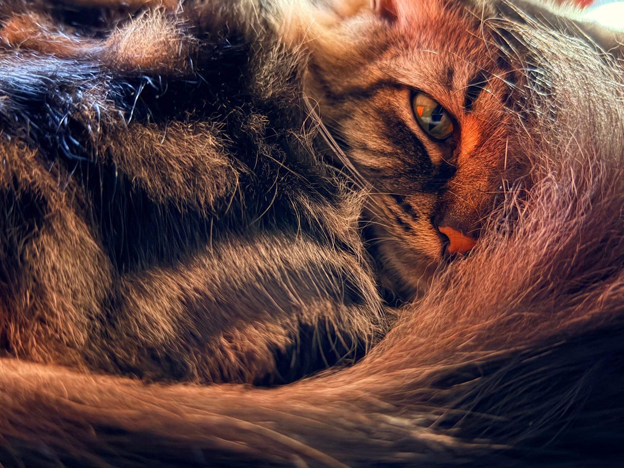 A Maine coon mix cat curled up with her tail partially covering her face, brown and black fur and green eyes
