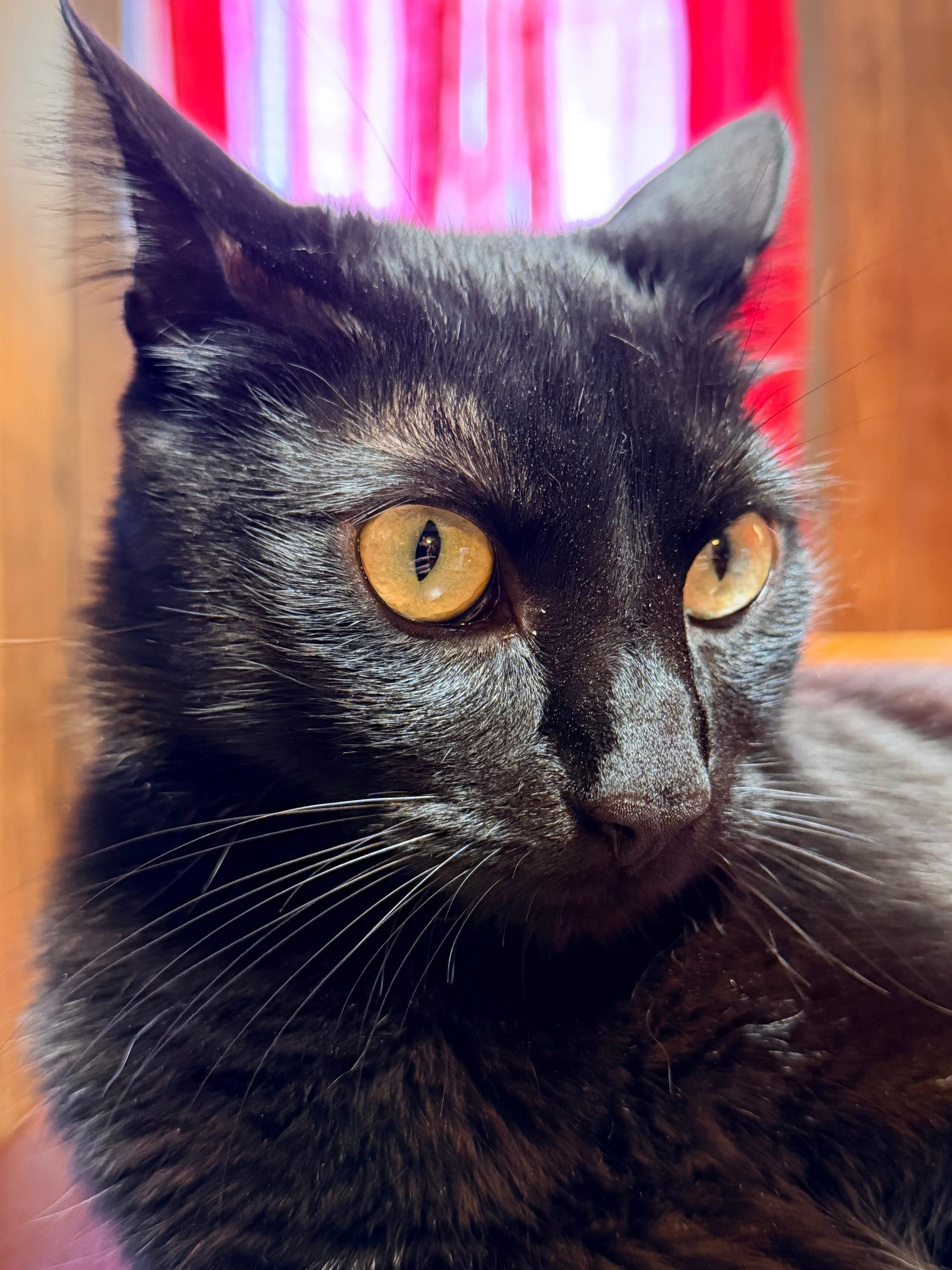 A black cat with big yellow eyes looking past the camera, a red curtain is visible behind him