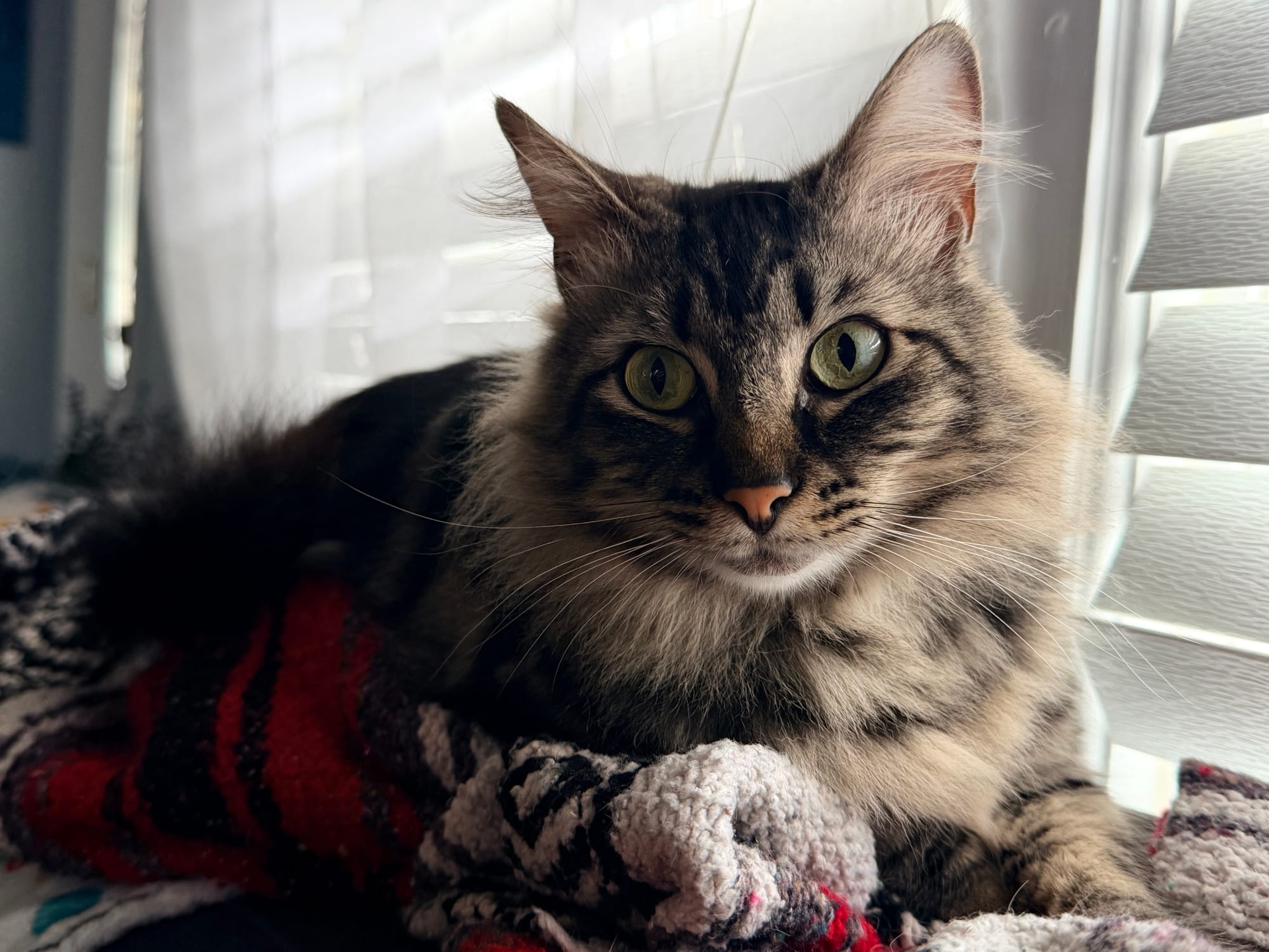 A brown and black cat with large eyes and fluffy fur sits on the back of a couch, on a blanket, backlit by the sun peeking through the blinds in a window
