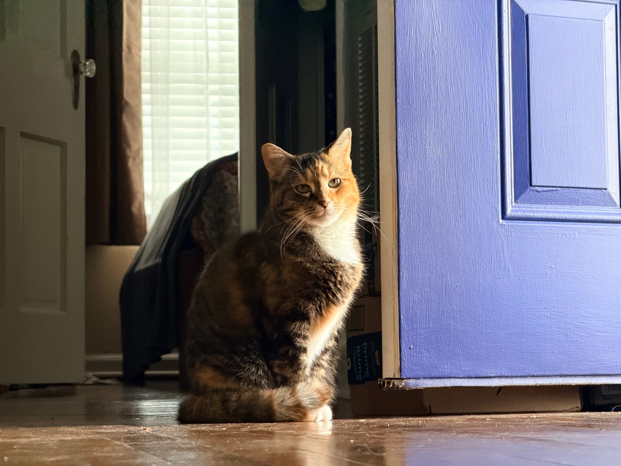 A brown, black, and white patterned cat sits in the open doorway of a blue door, the sun lights her side, her tail curls around her paws.