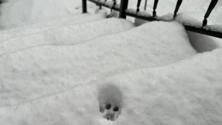 A single paw print visible in a pile of snow on steps, black railing off to the side